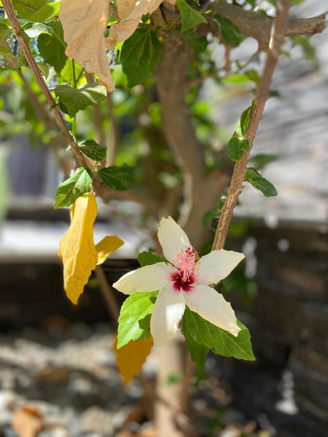 Defne Selimiye Apartment *