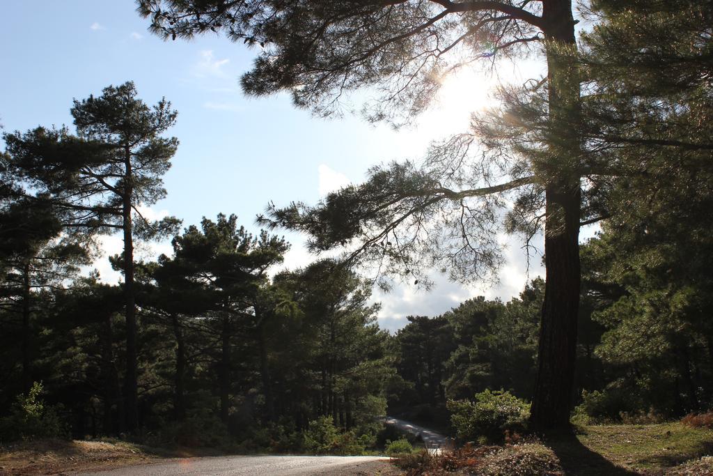 Assos Kartal Yuvasi Guest house