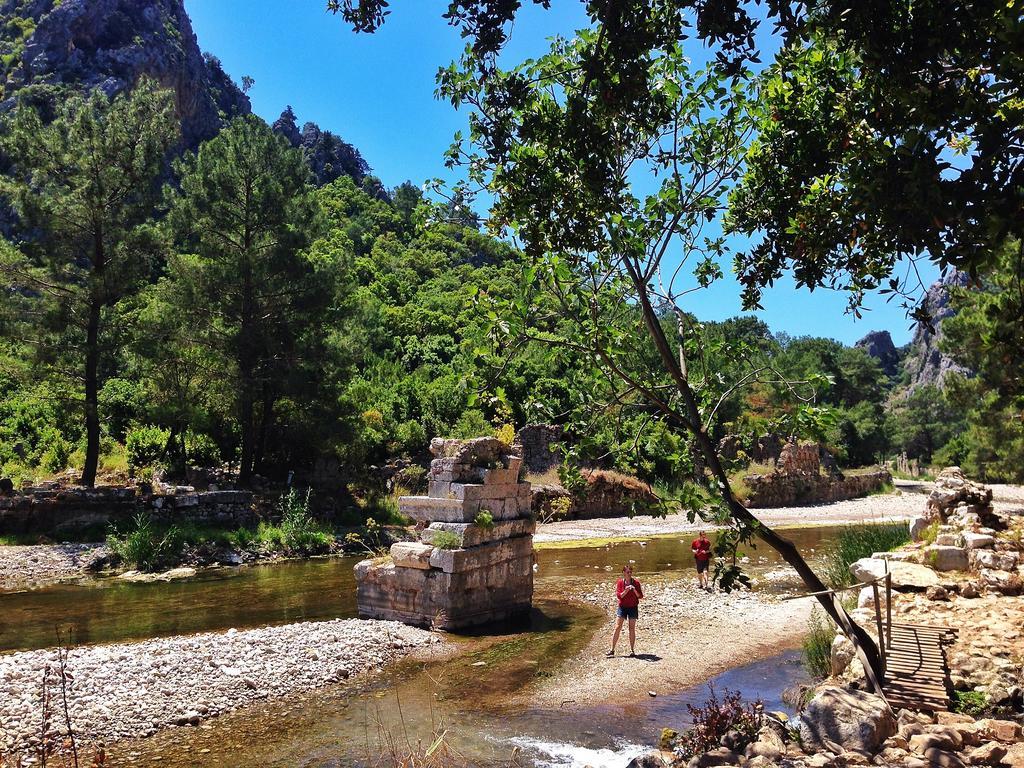 Kadir's Tree * Olympos