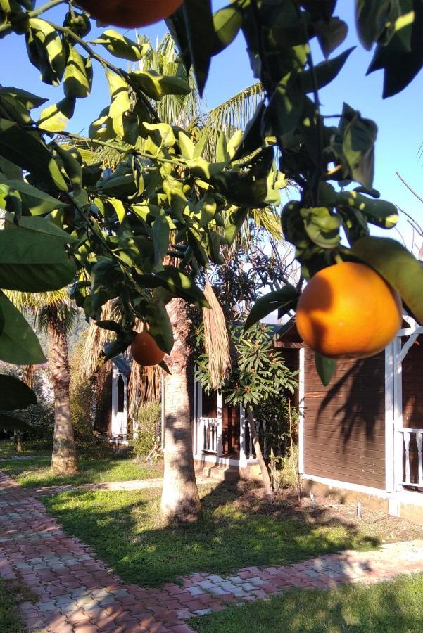 Kervan Homestay Cirali