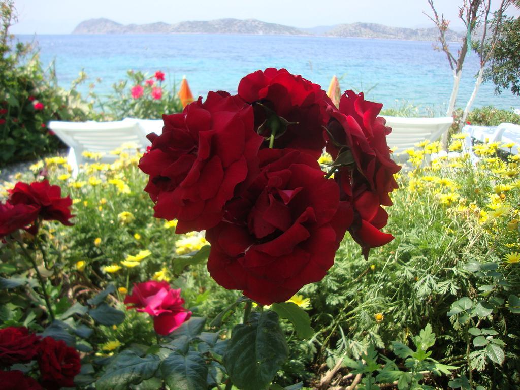 Guest house Mavi Akvaryum Pension *