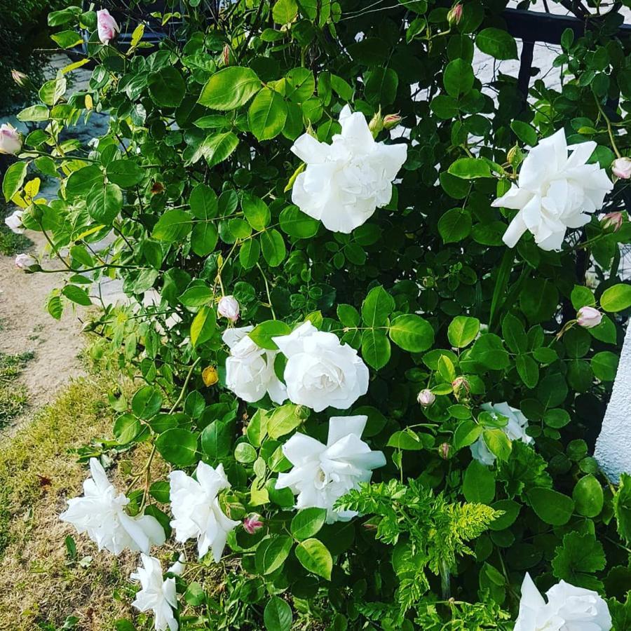 Limon Bed & Breakfast Foca