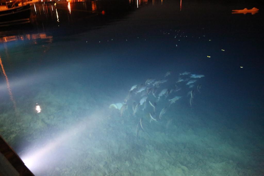 Hotel Dolphin 3*