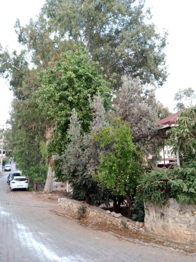 Eucalyptus 2*