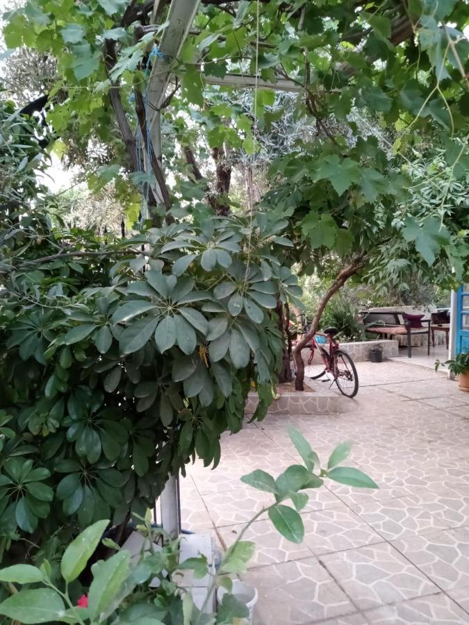 Eucalyptus Patara