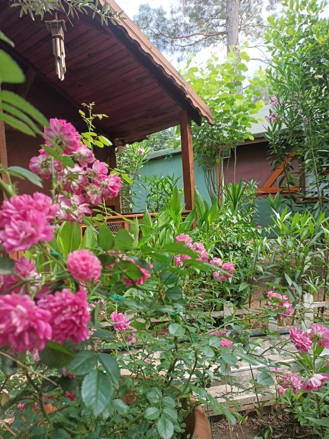 Lodge Canario