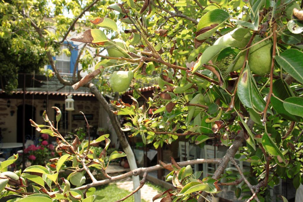 Istanbul Guest house Ayvalik