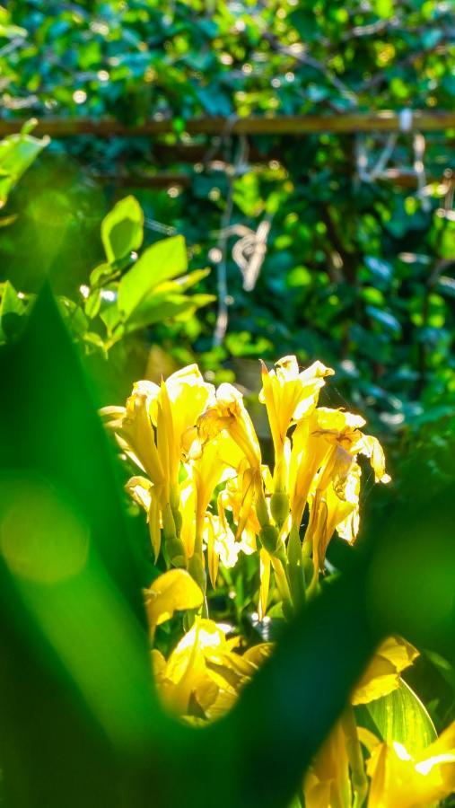 Lemon Garden Cirali