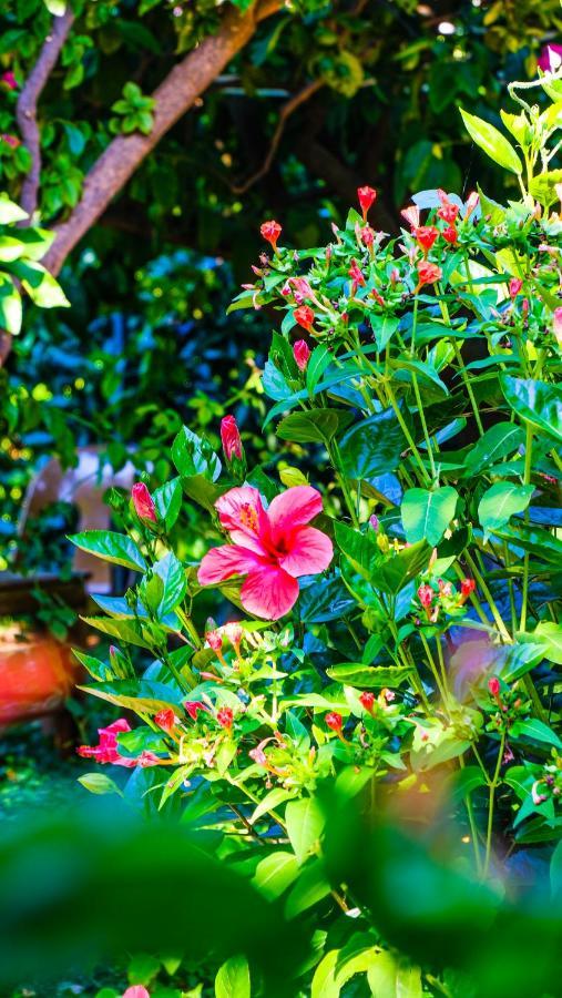Lemon Garden Bed & Breakfast 2*