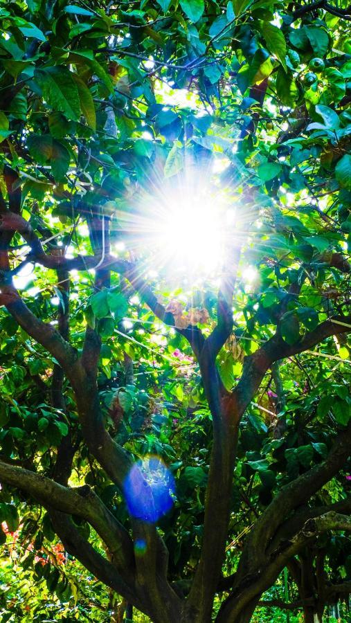 Lemon Garden Bed & Breakfast Cirali