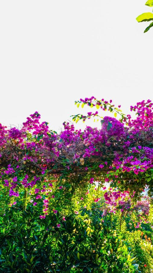 Lemon Garden Bed & Breakfast