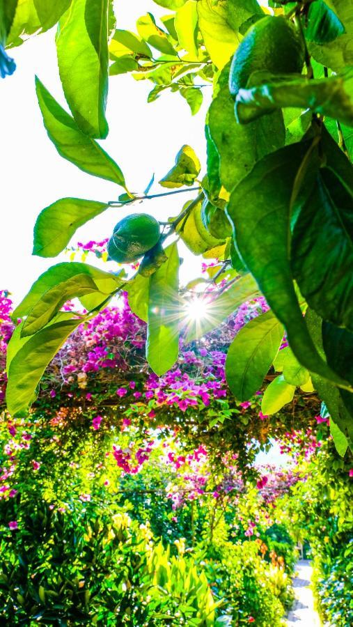 Lemon Garden Bed & Breakfast 2*