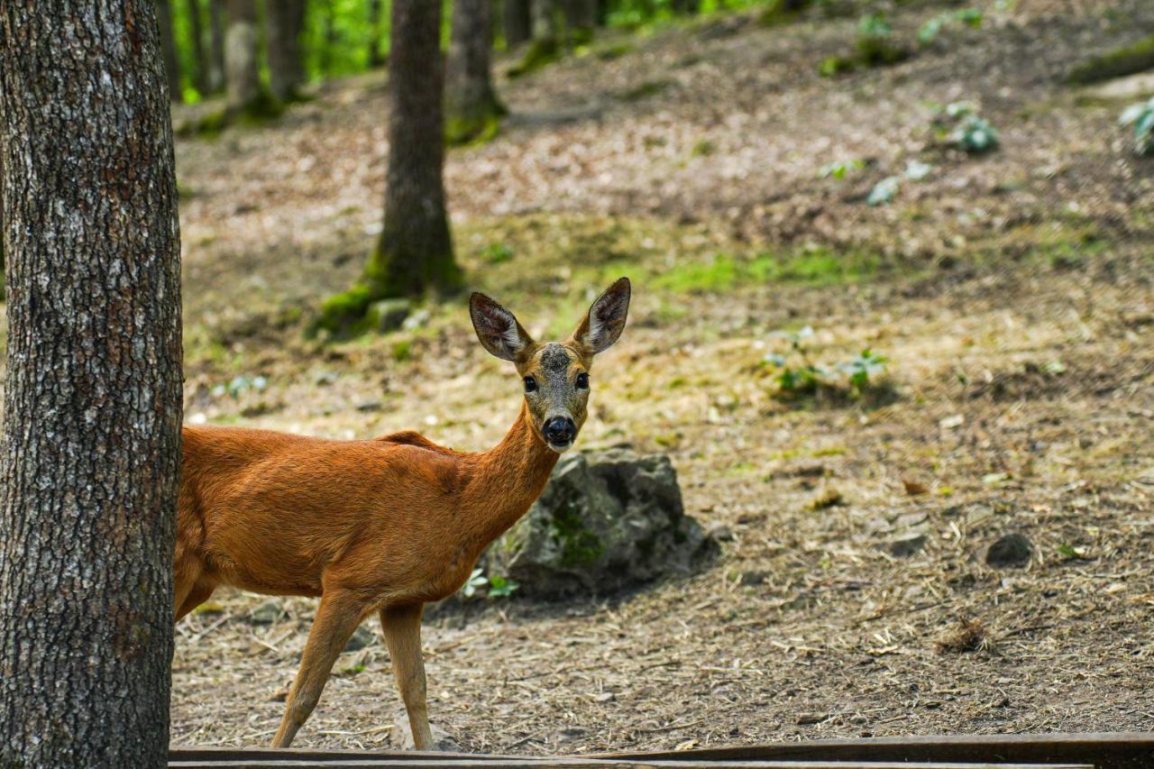Resort Gazelle &
