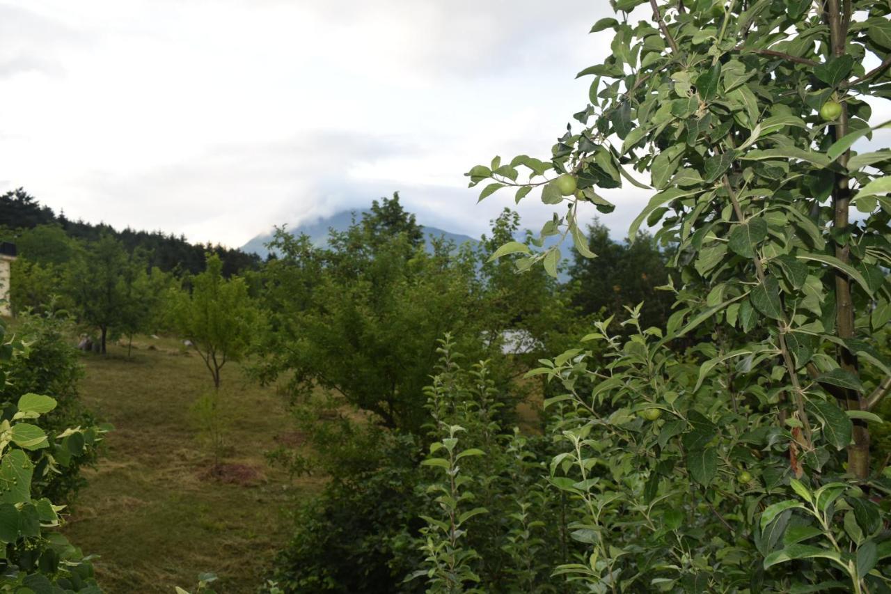 Mars Hotel Artvin