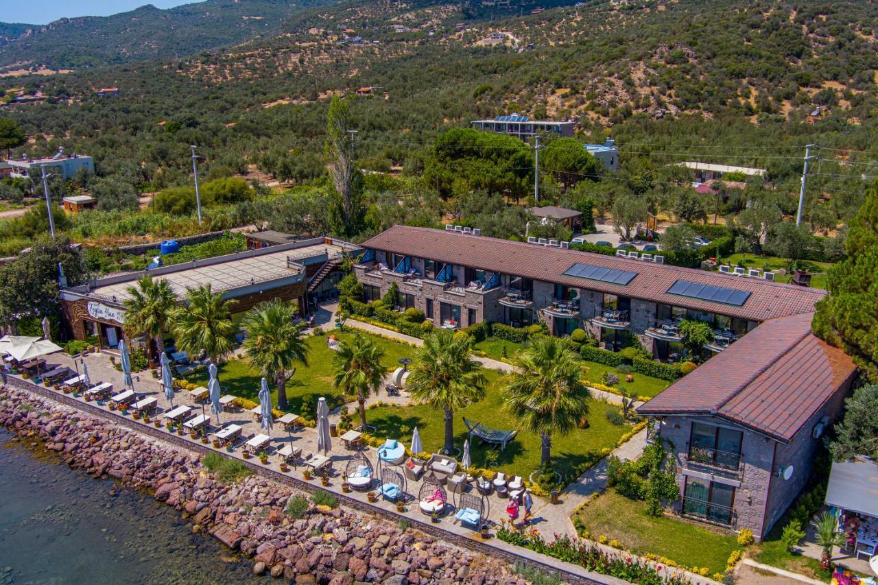 Assos Zeyti̇n Special Class Adults Only 12