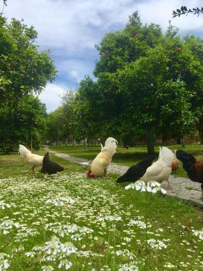 Myland Nature