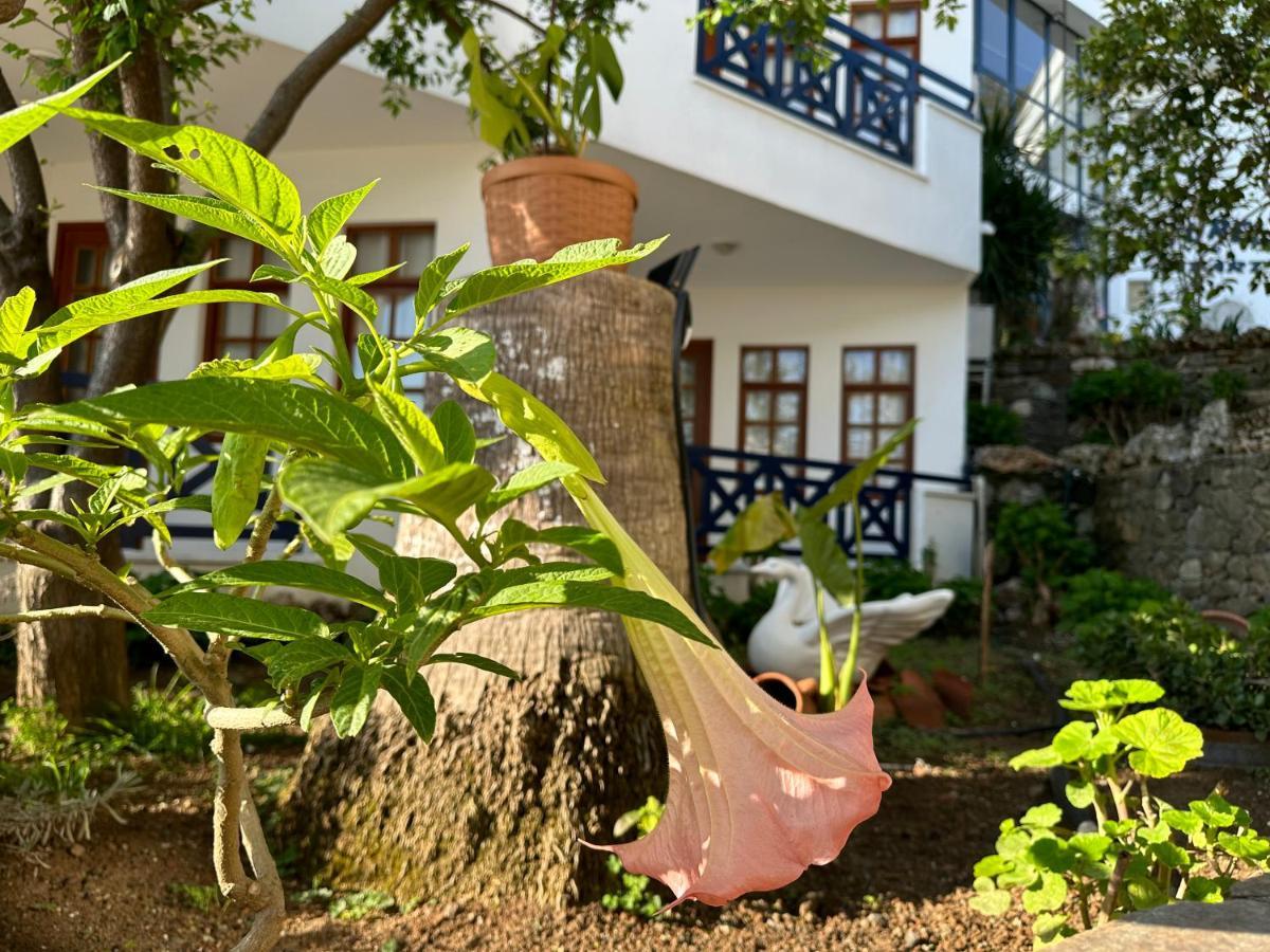 Naturella 3*