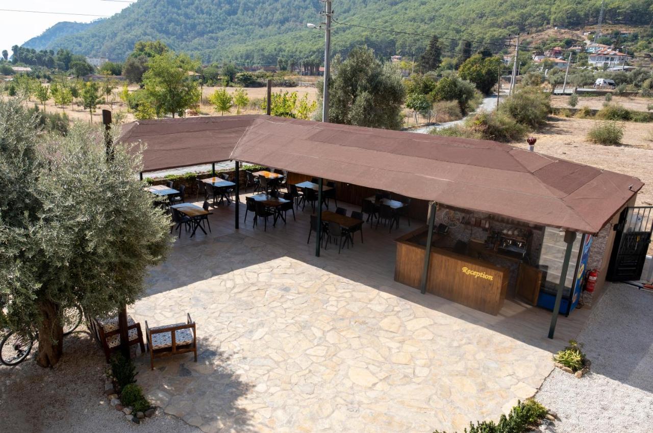 Olive Tree