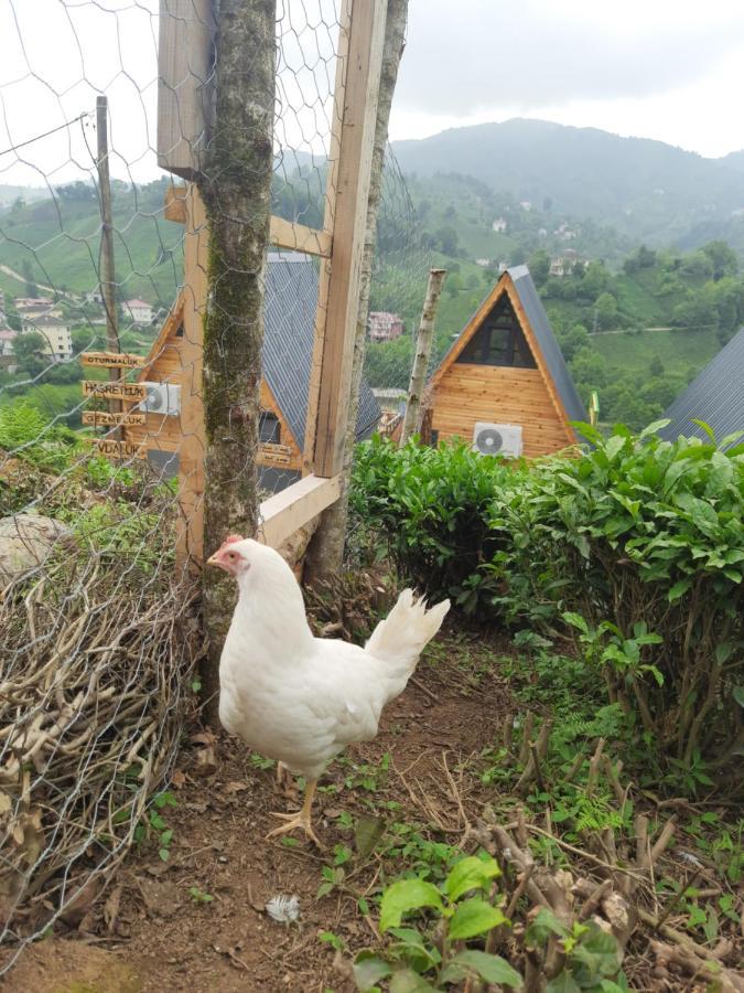 Campsite Oemra Pazar (Rize)
