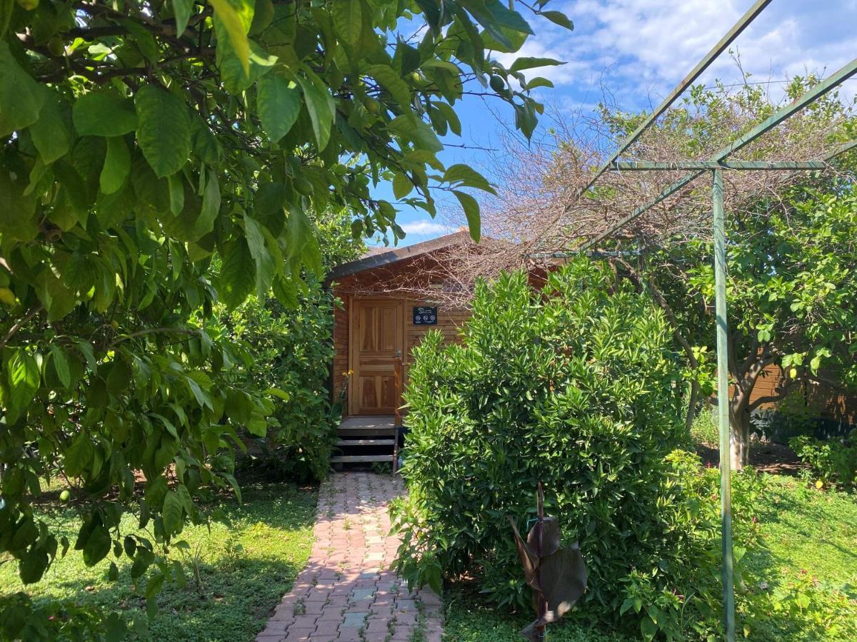 Lemon Garden