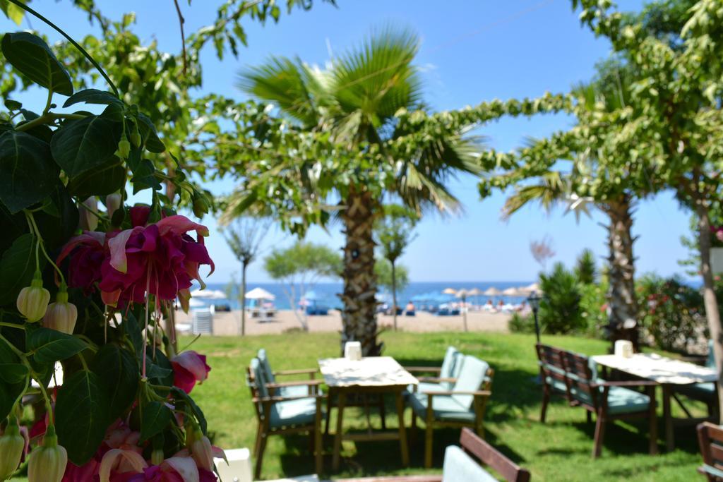 Palmiye