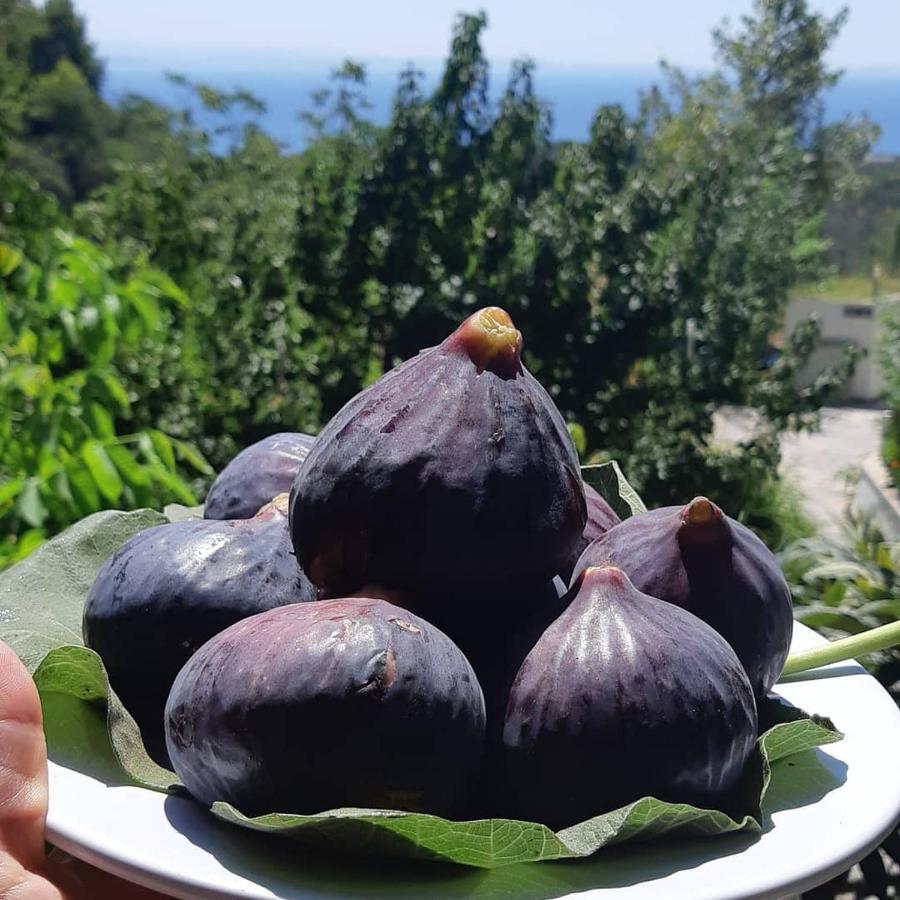 Resort Kazdaglari Saglikli Yasam Koeyue