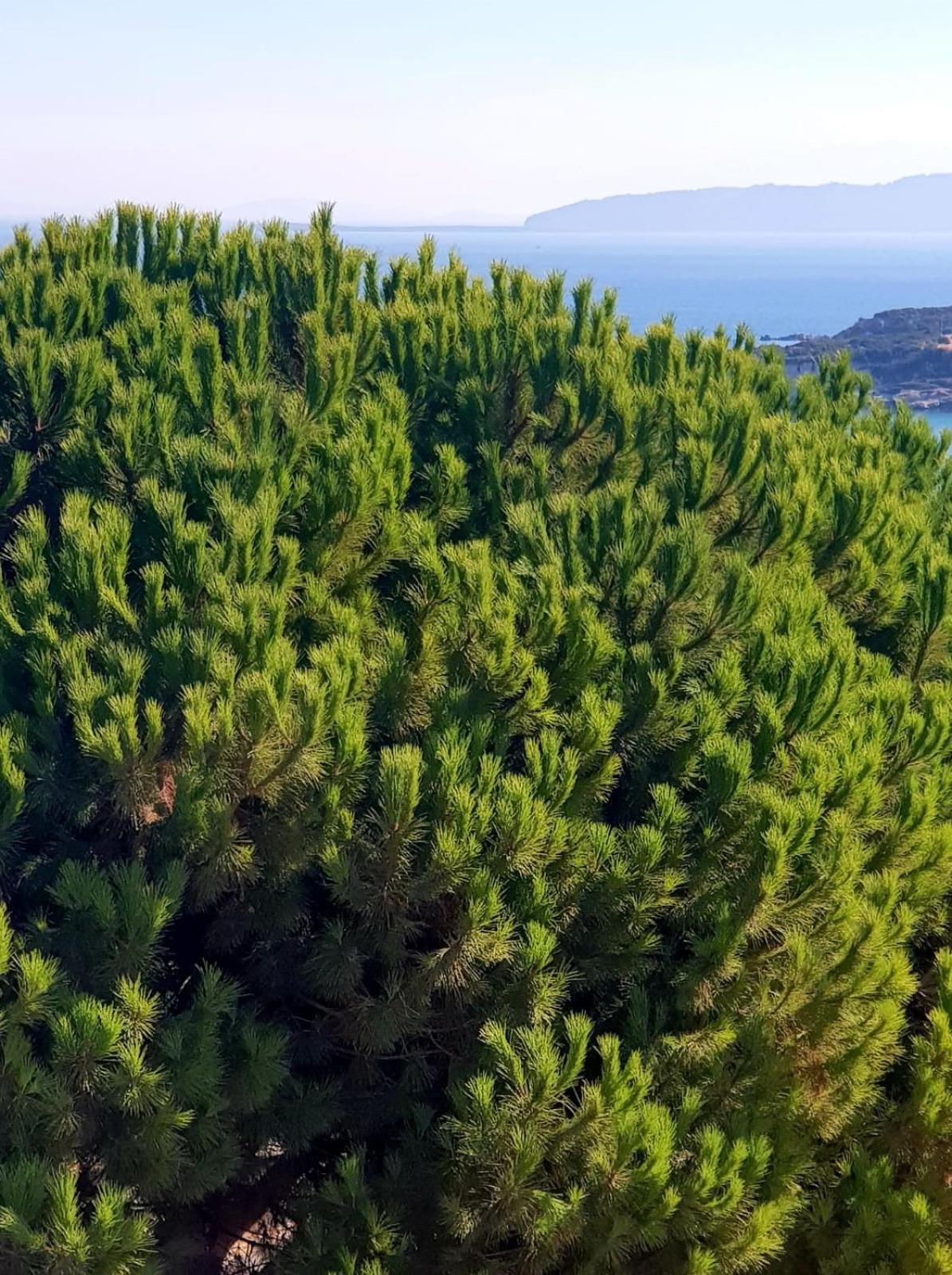 North Wind - Karaburun *