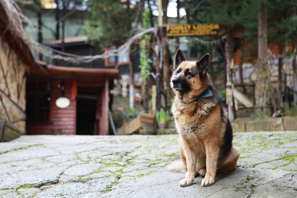 Lodge Forest Agva (Marmara)