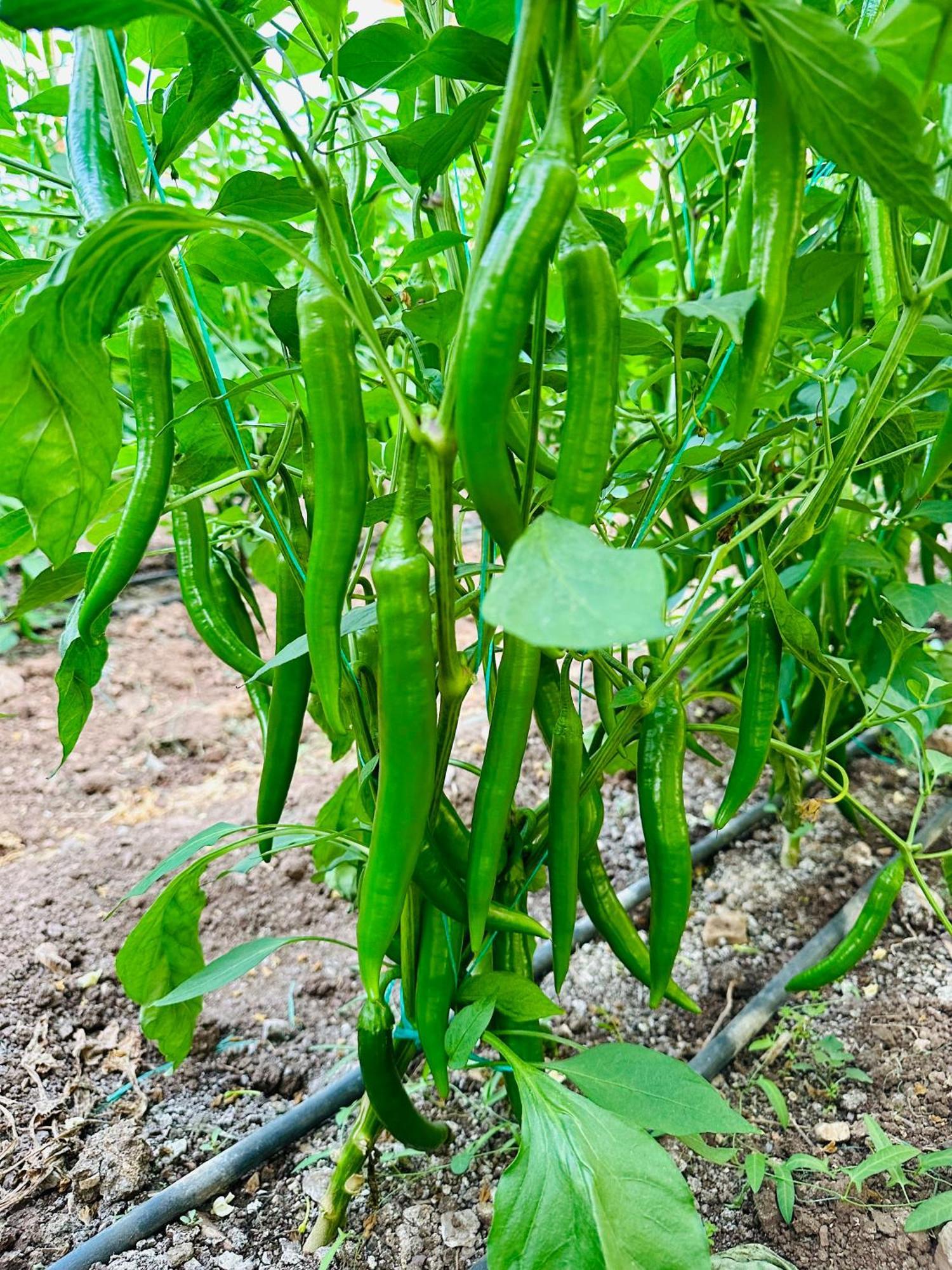 Gelidonya