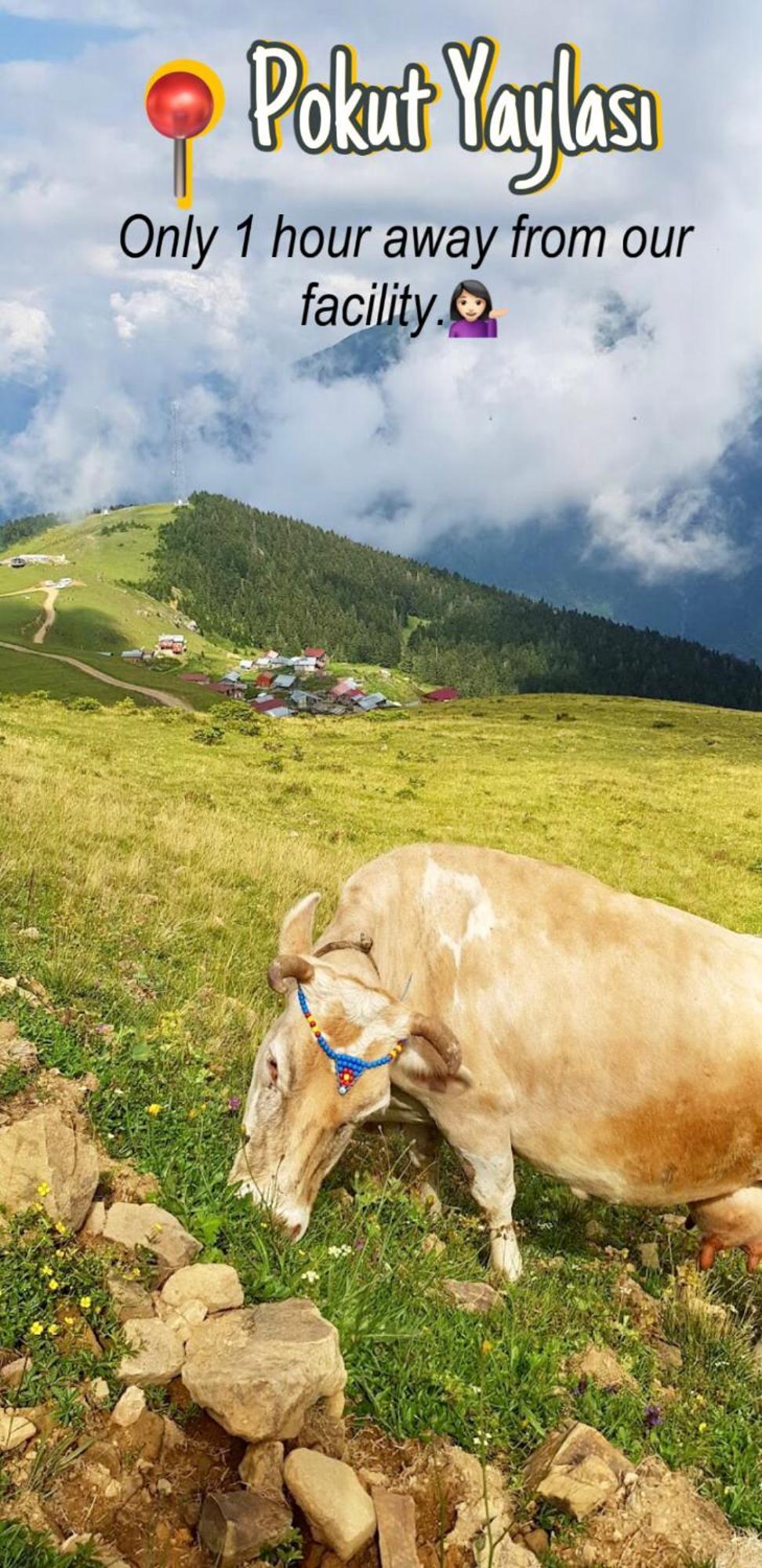 Dereli Delux * Rize