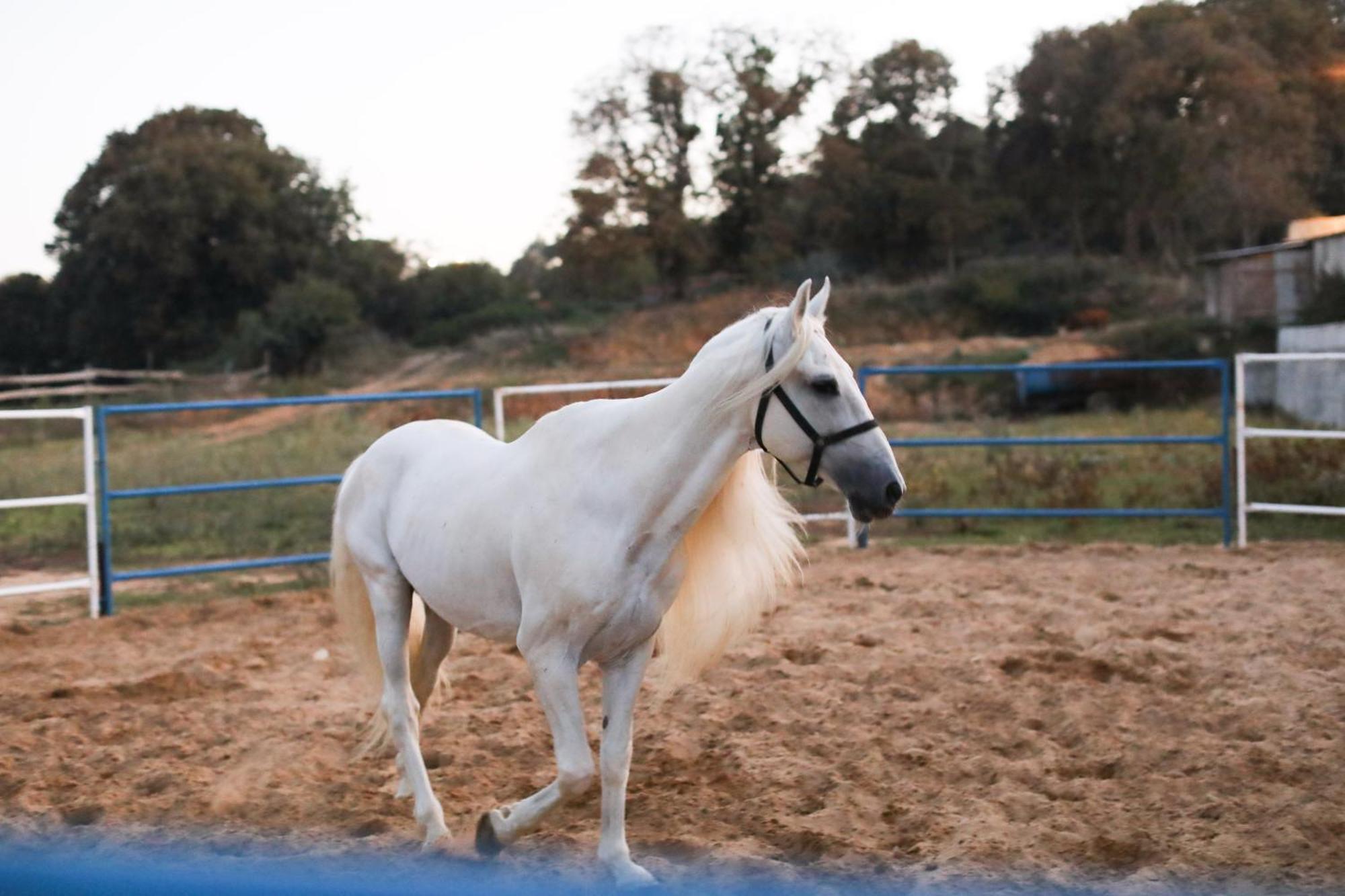 Mavi At Blue Horse * Gumusdere
