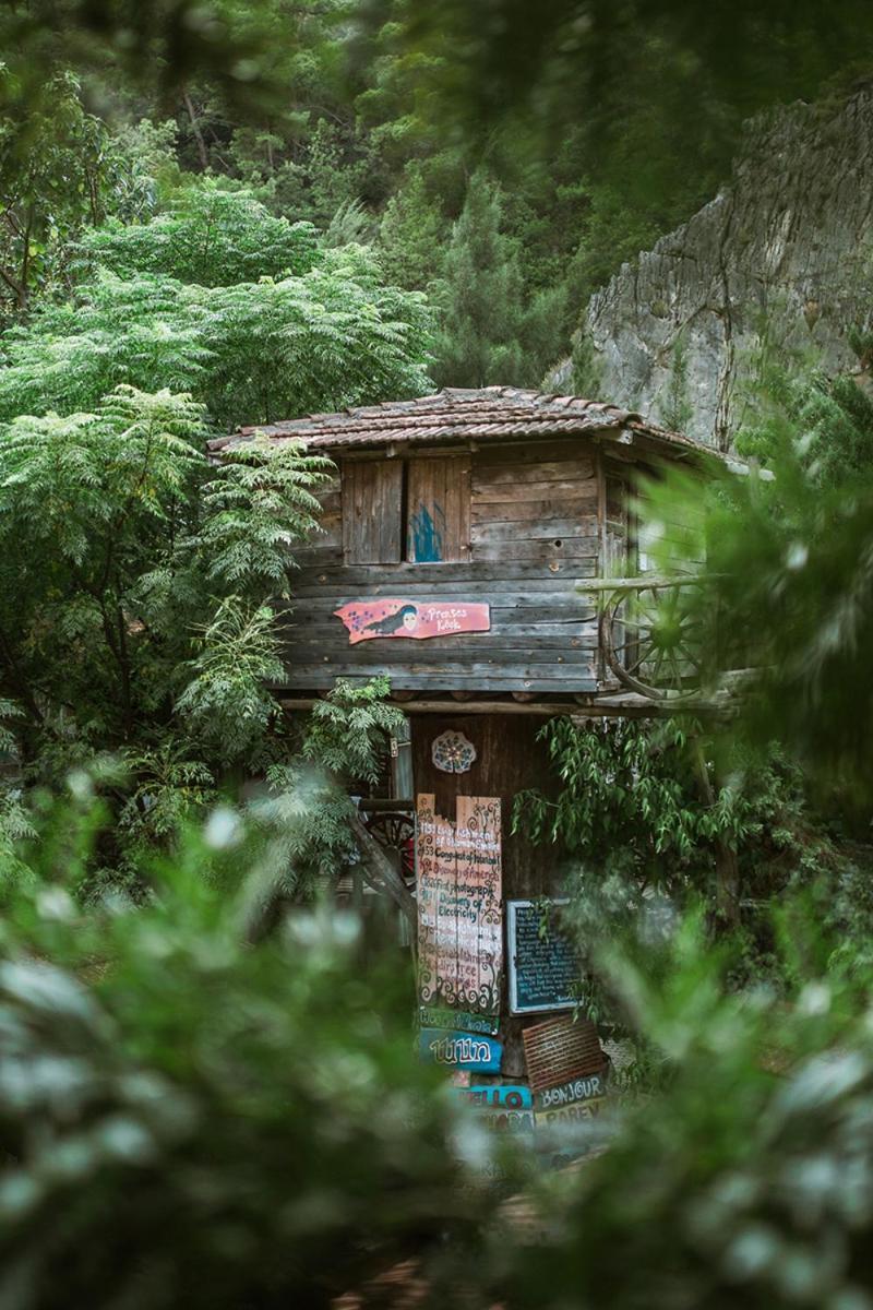 Kadir's Tree * Olympos