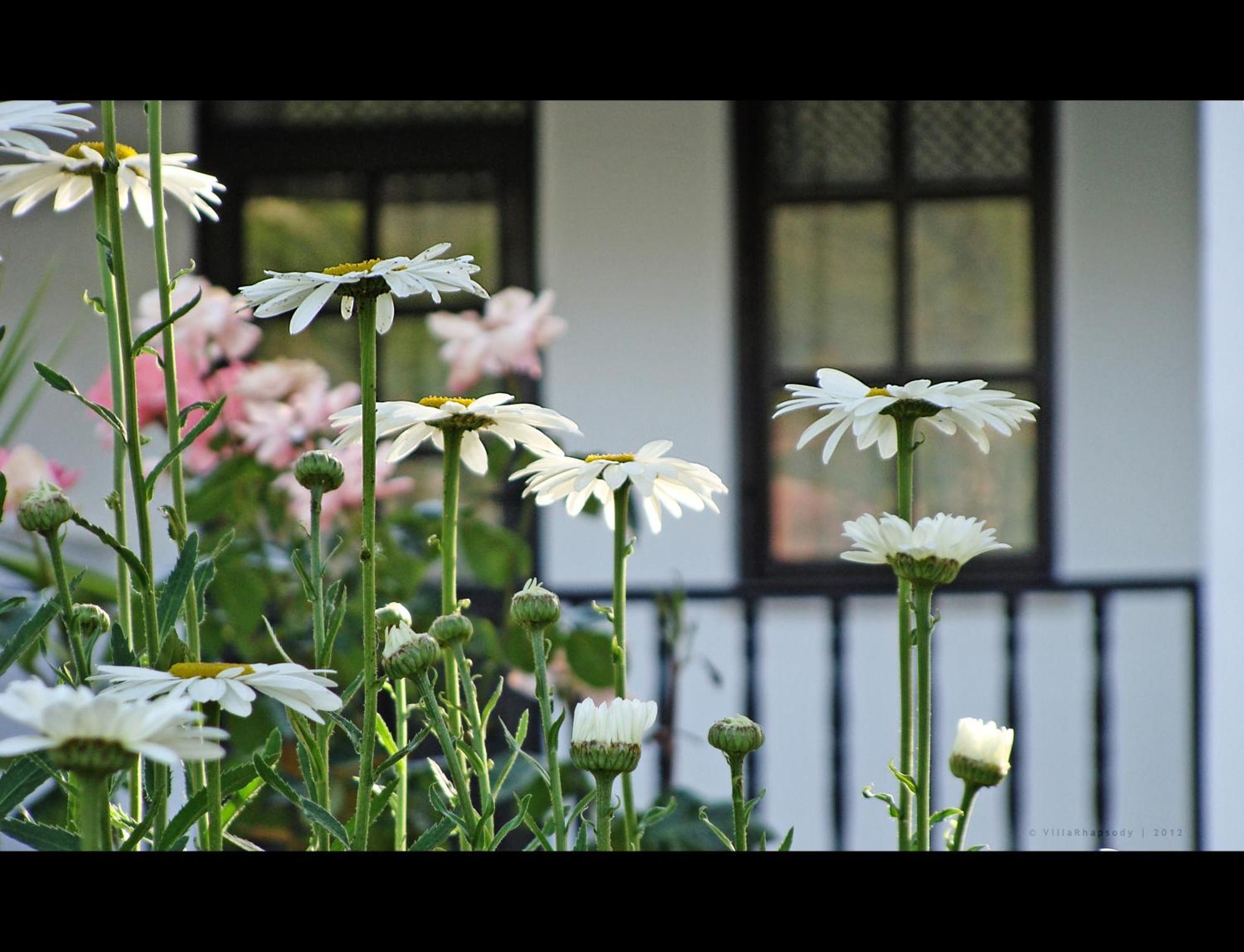 Guest house Rhapsody