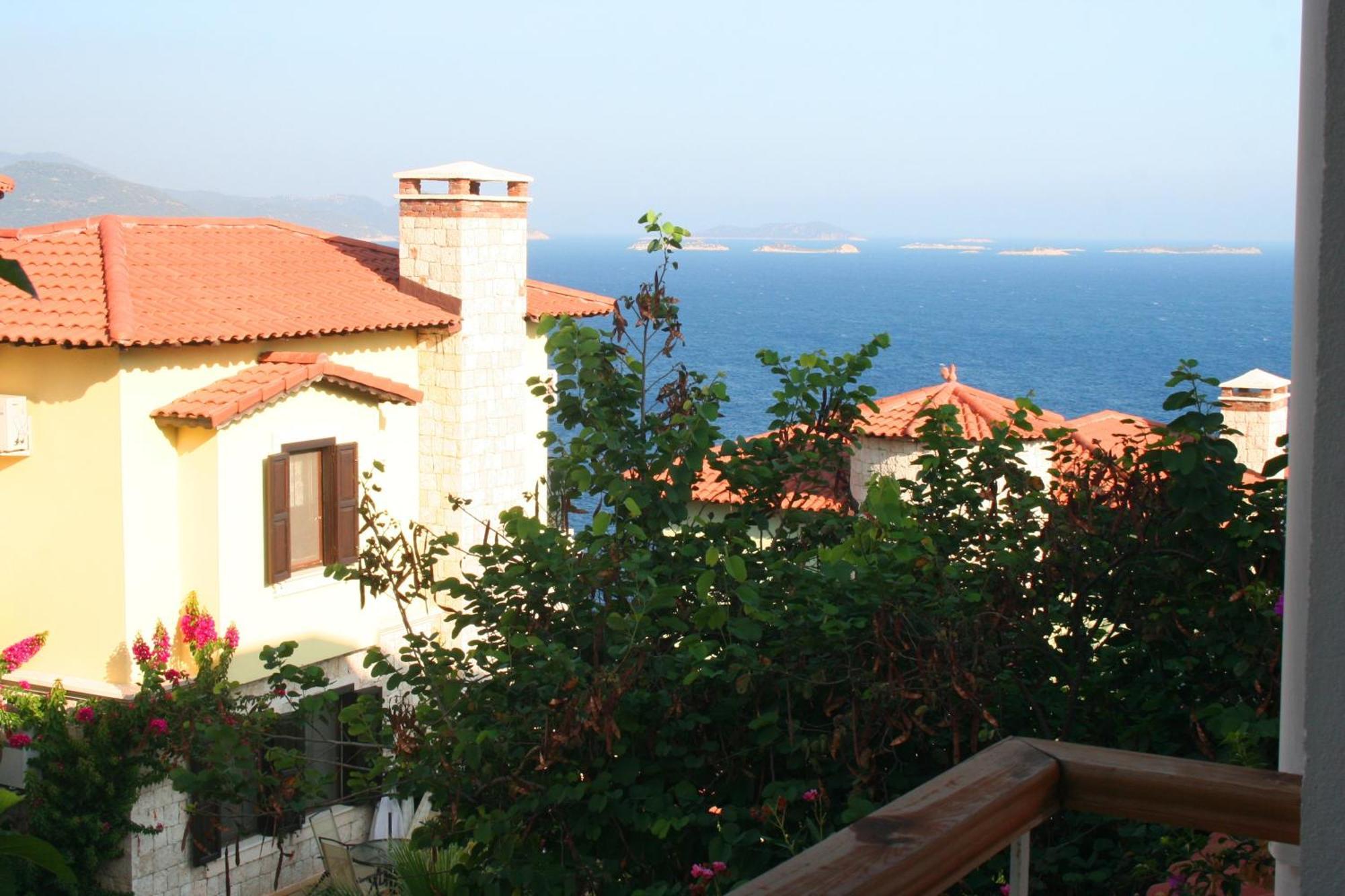Olea Nova