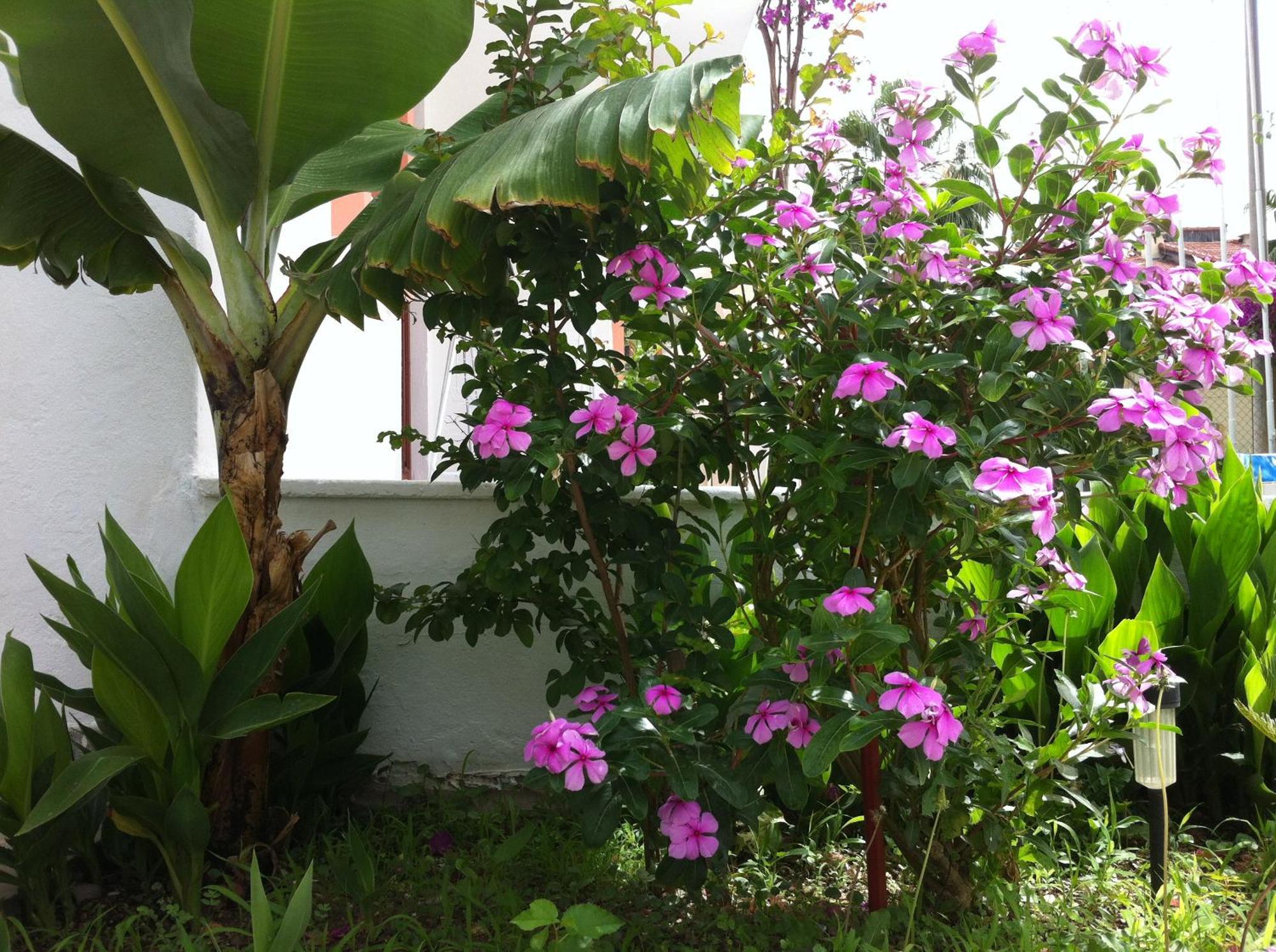 Flower Apart *