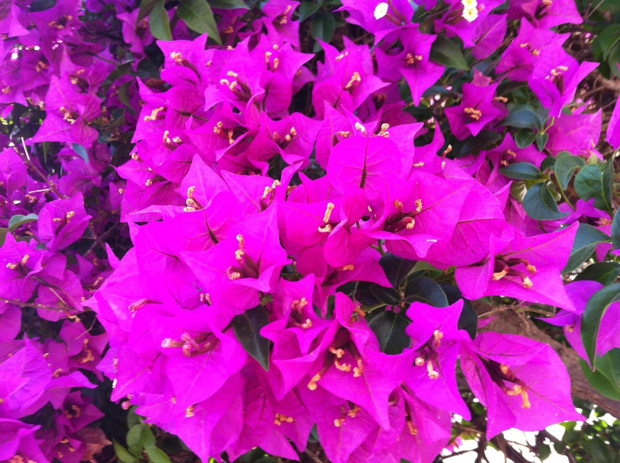 Resort Flower Apart *