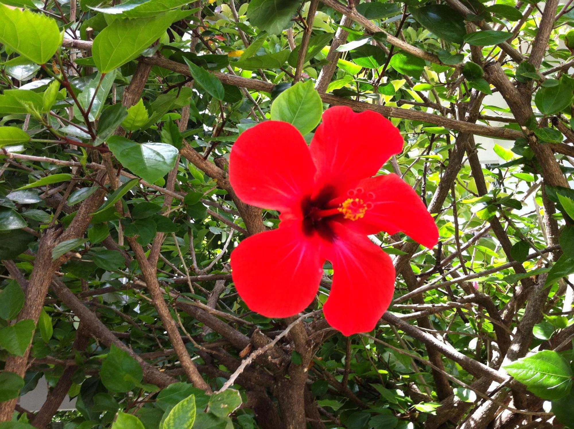 Flower Apart Resort