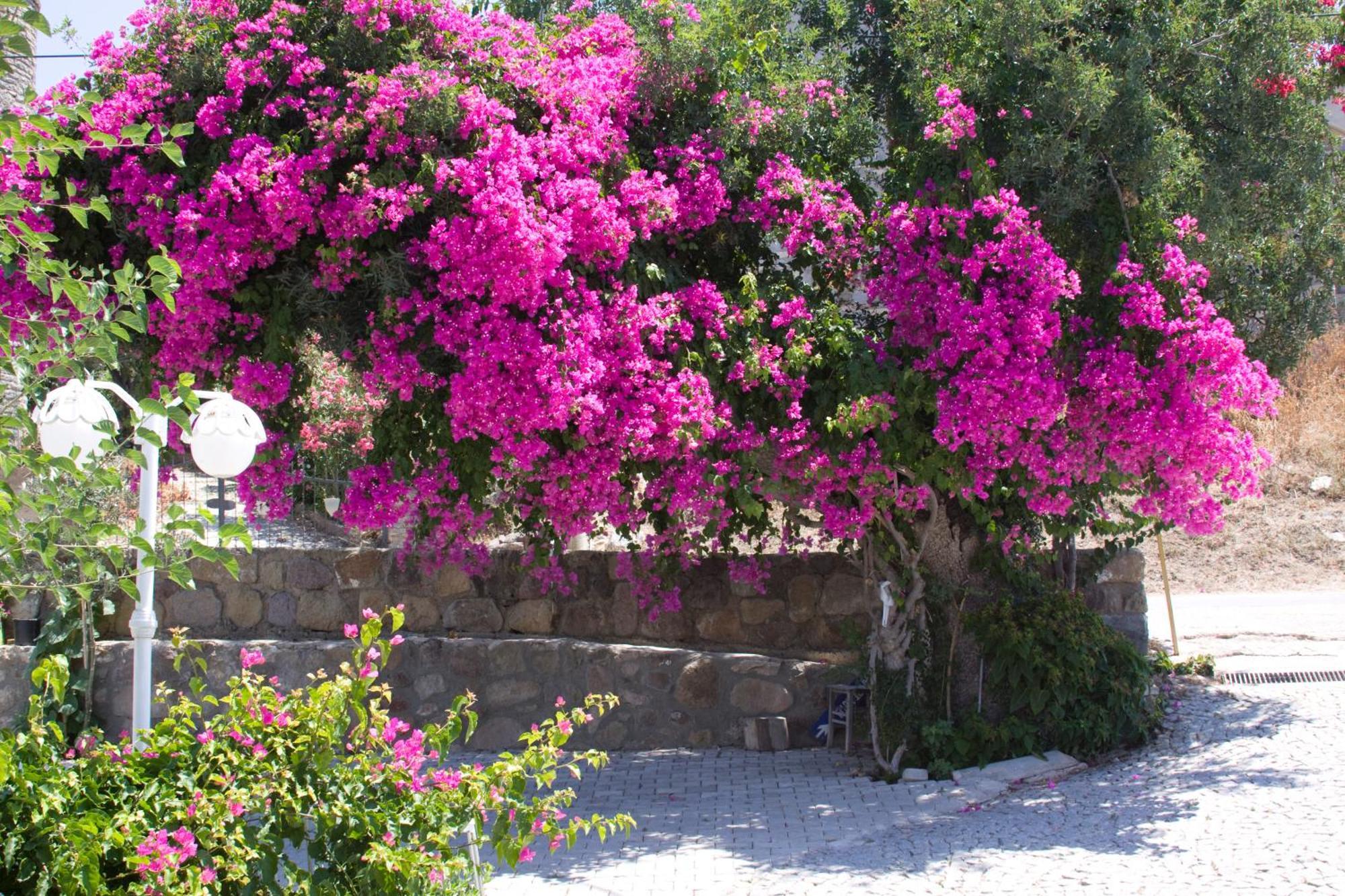 Sun Garden *