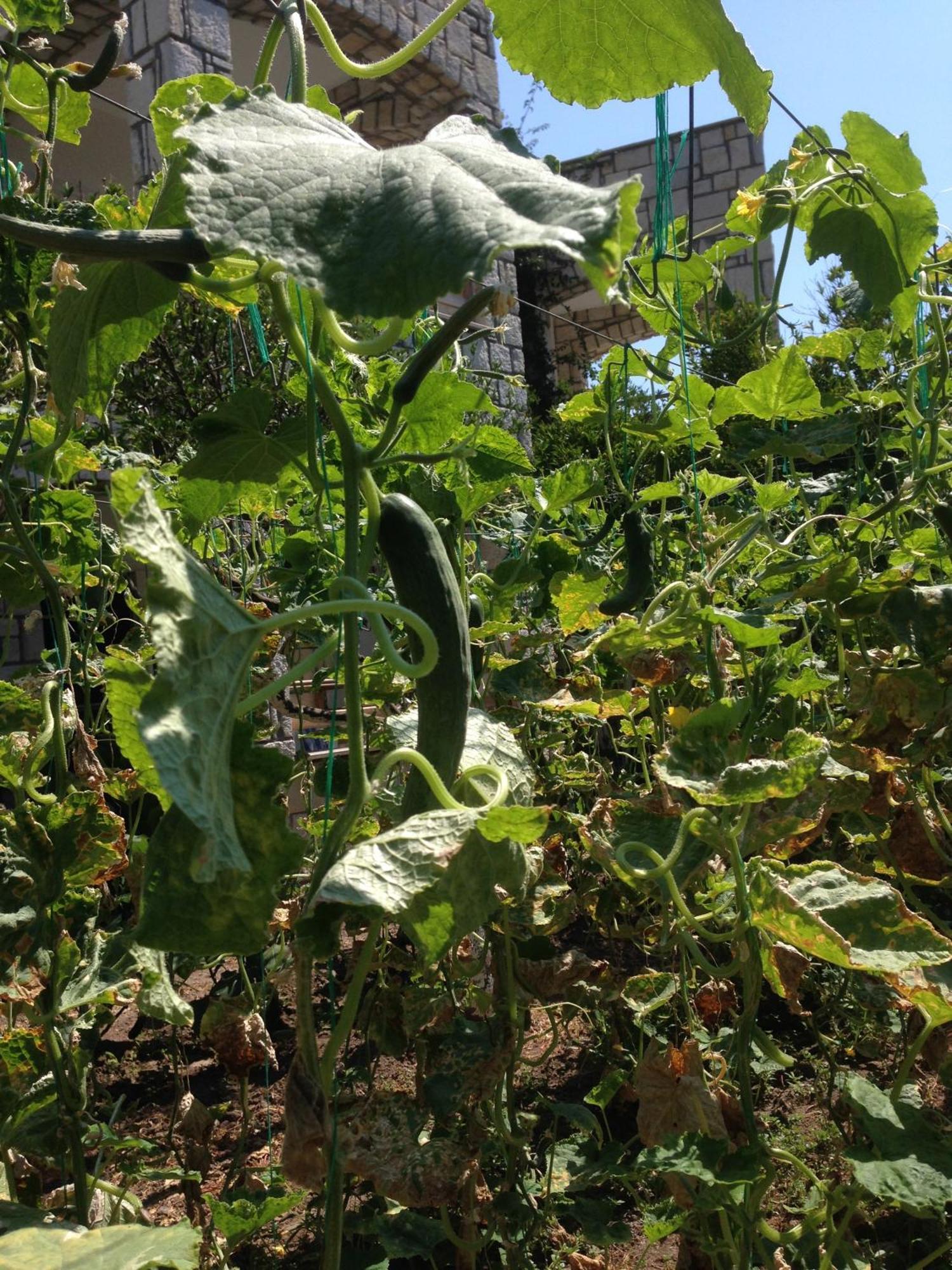 Sun Garden Yalikavak