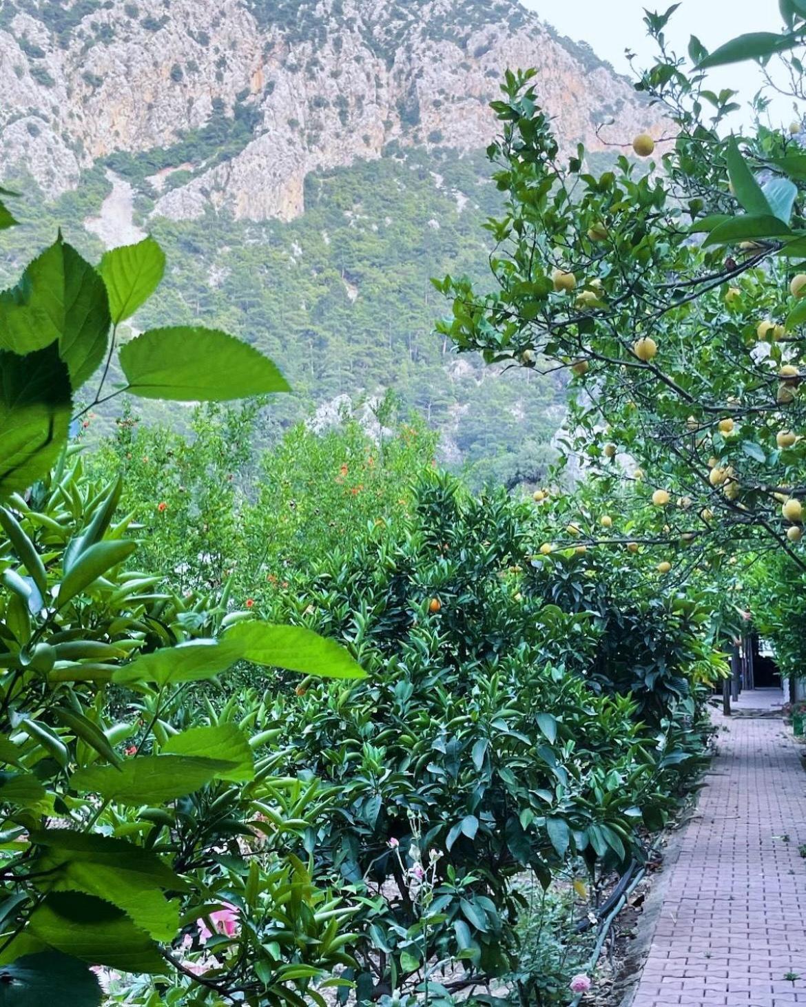 Varuna & Restaurant Guest house Olympos