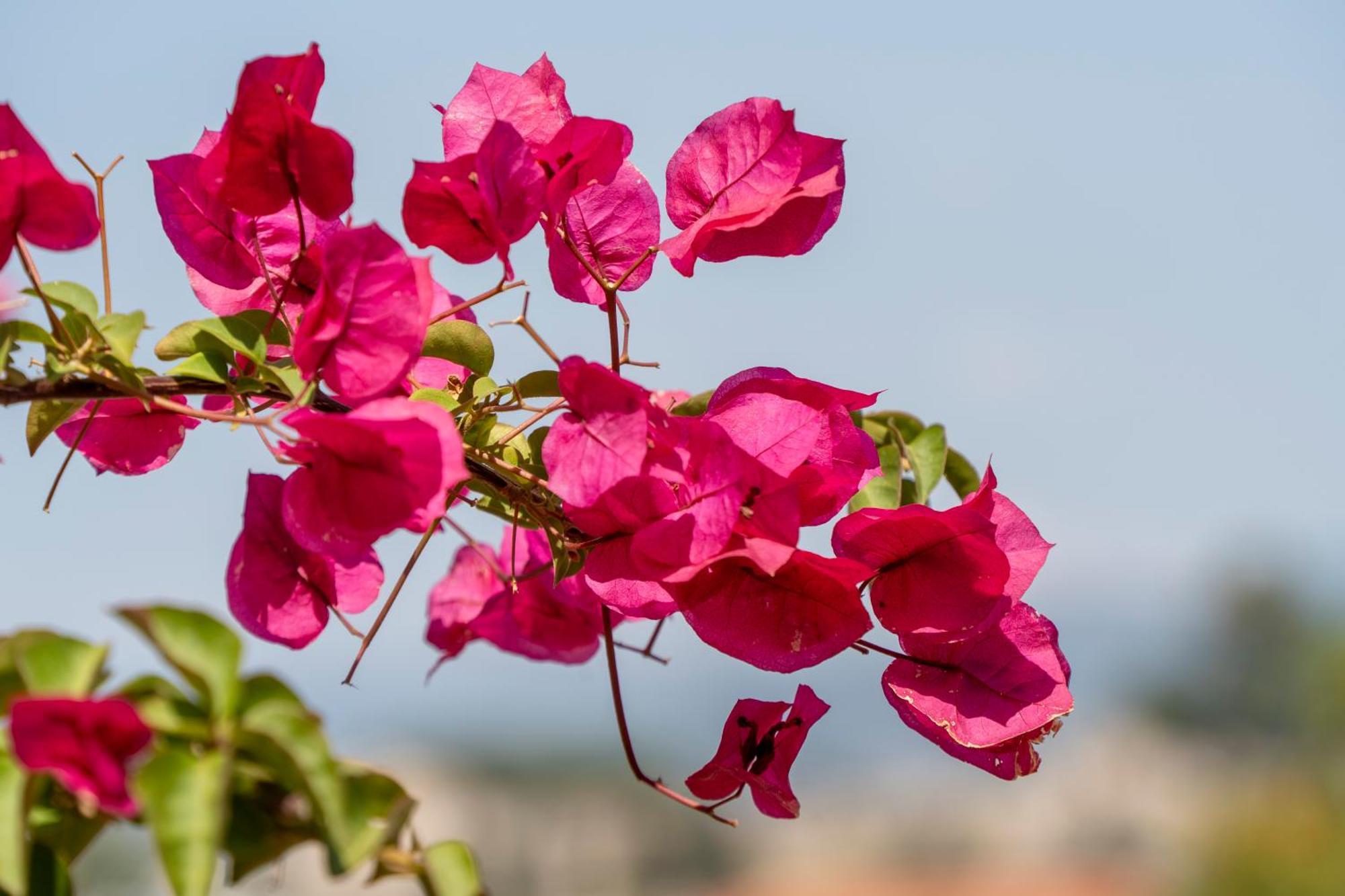 Ionia House Holiday home Selcuk