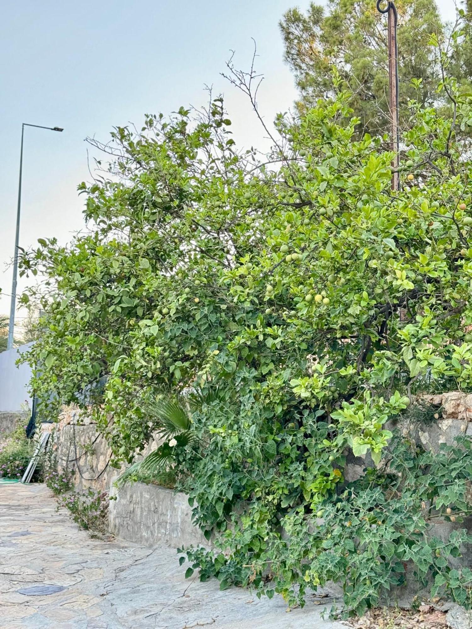 Guest house Rose Patara