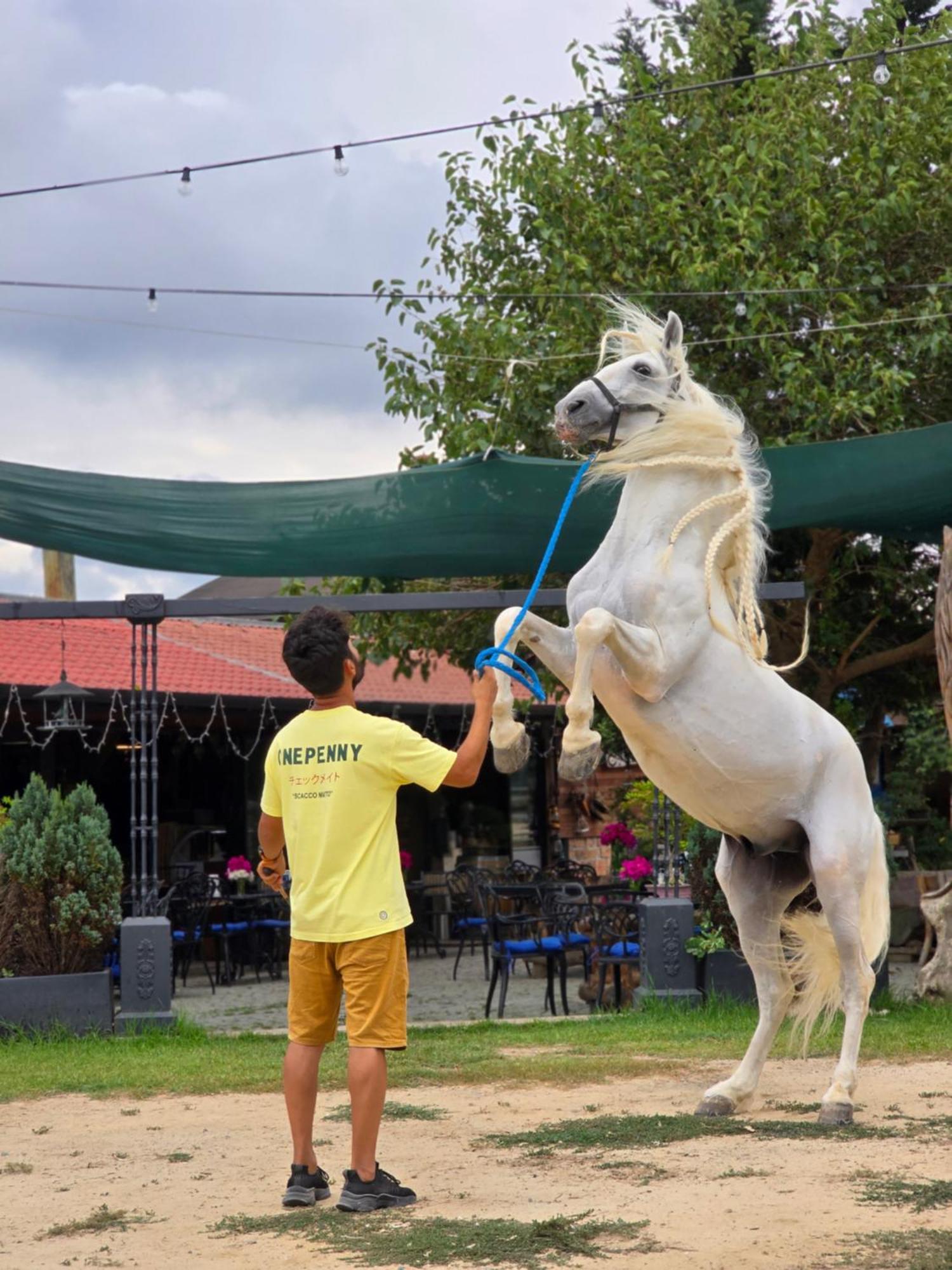 Mavi At Blue Horse Gumusdere