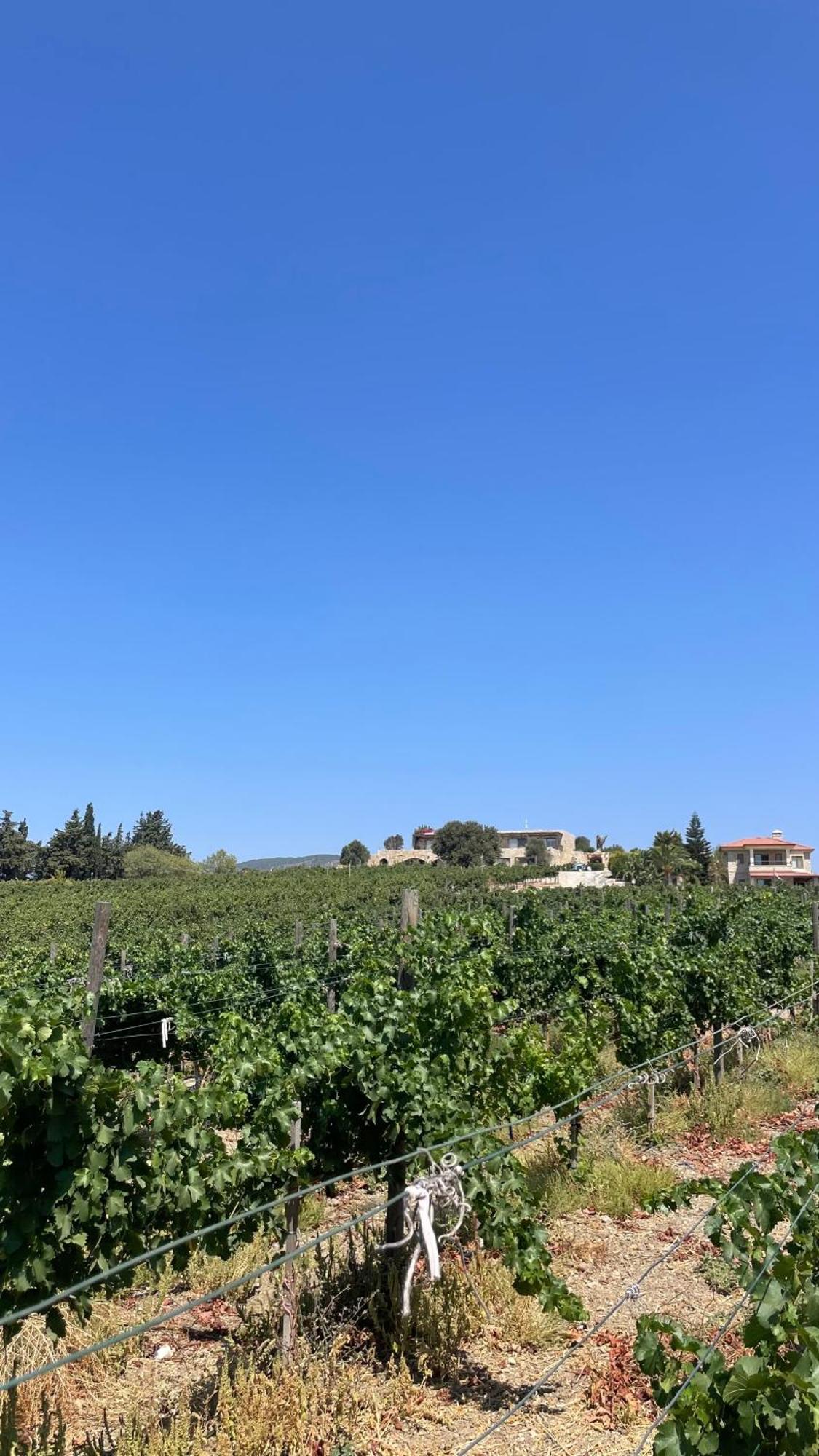 Vineyard Bed & Breakfast 2*