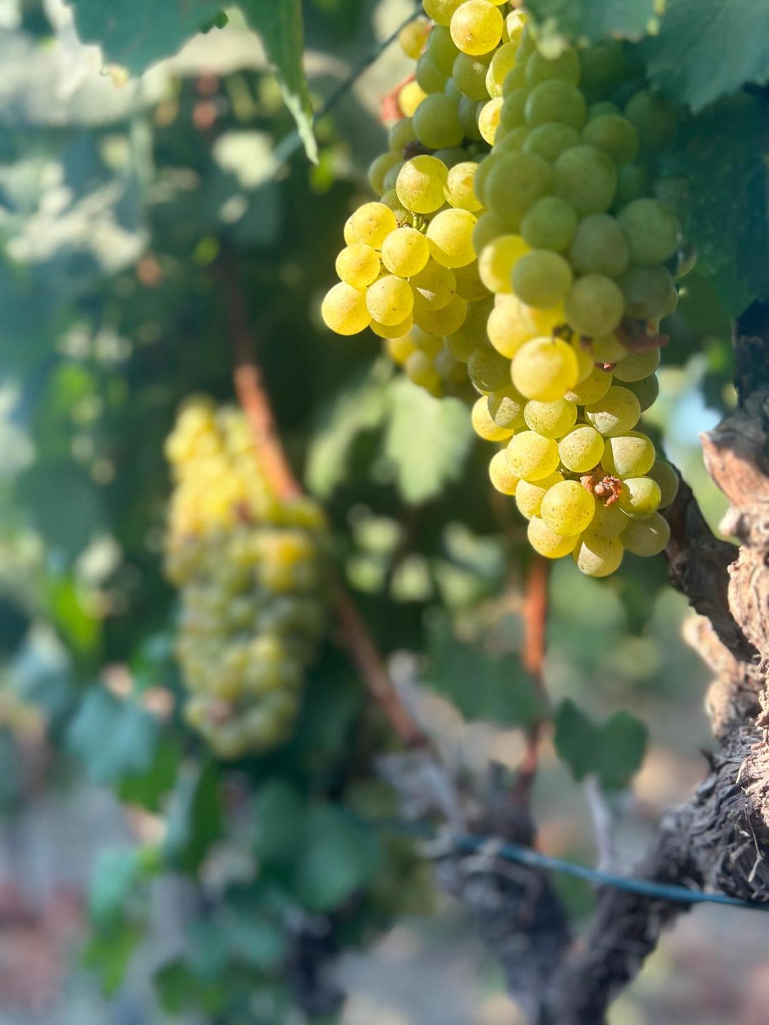 Vineyard Bed & Breakfast 2*