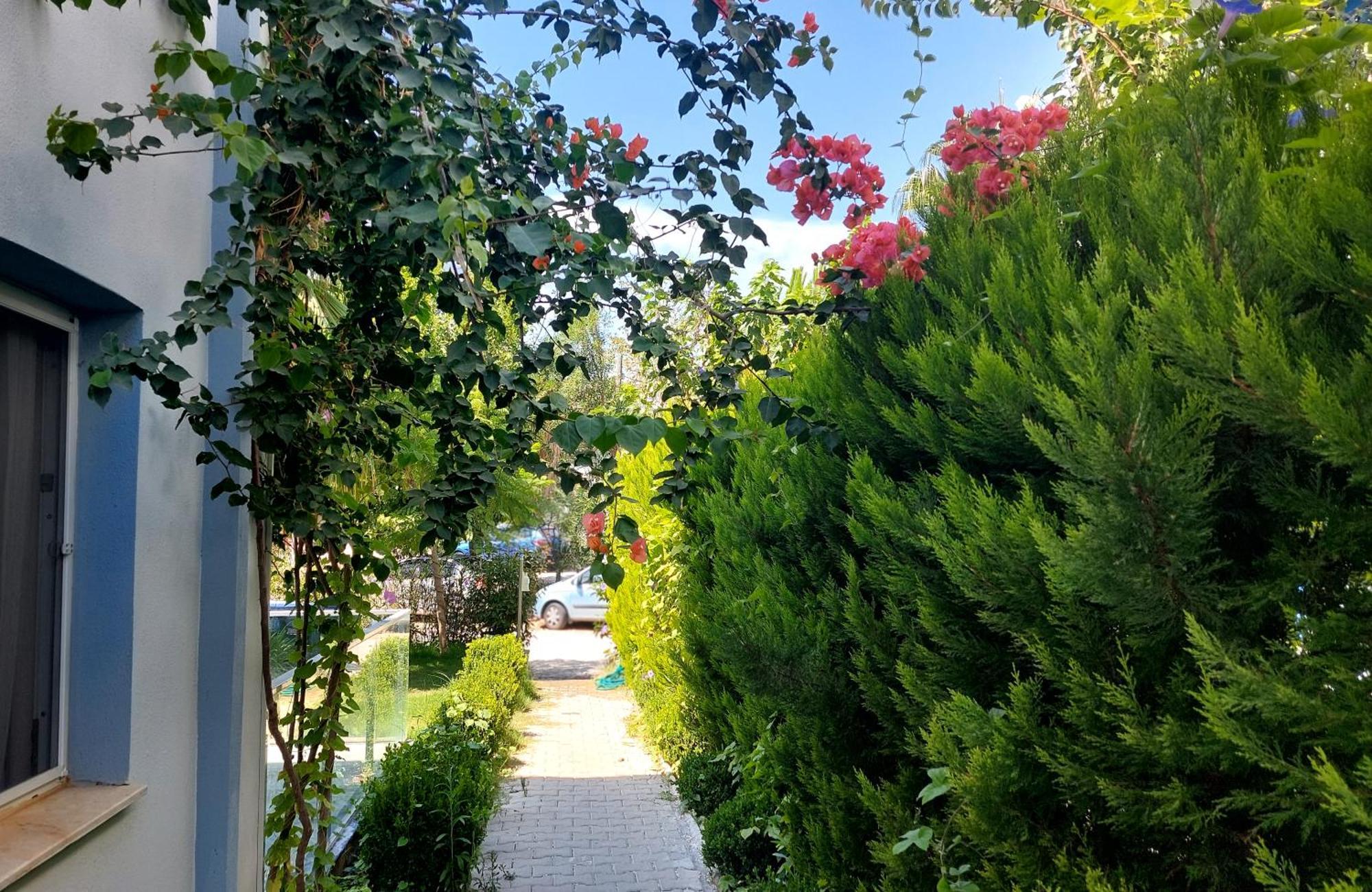 Palmiyem