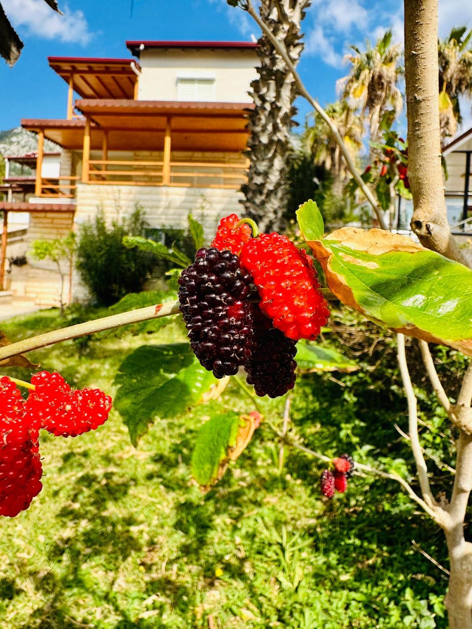 Bed & Breakfast Gelidonya