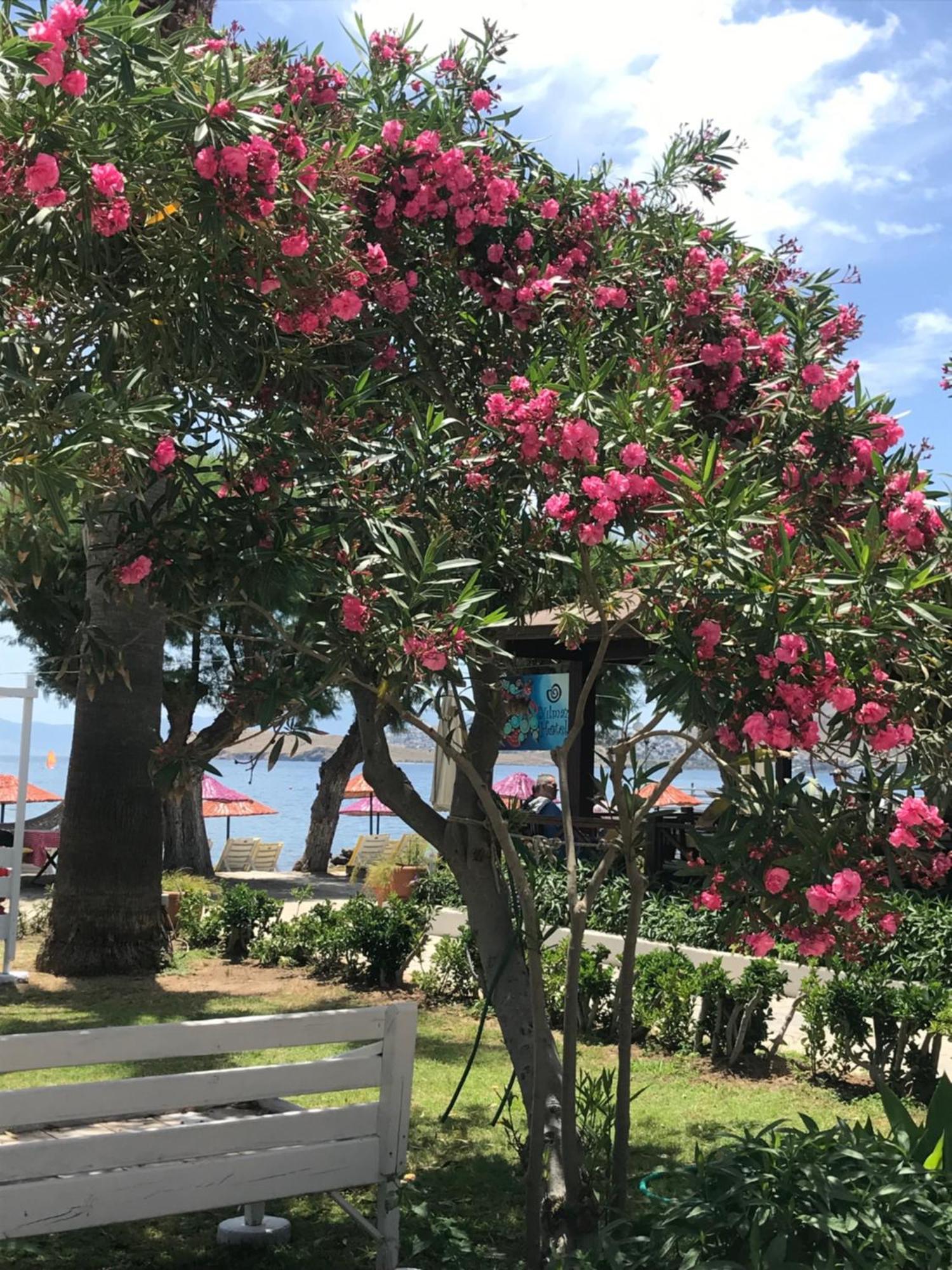 Yilmaz Hotel Ortakent