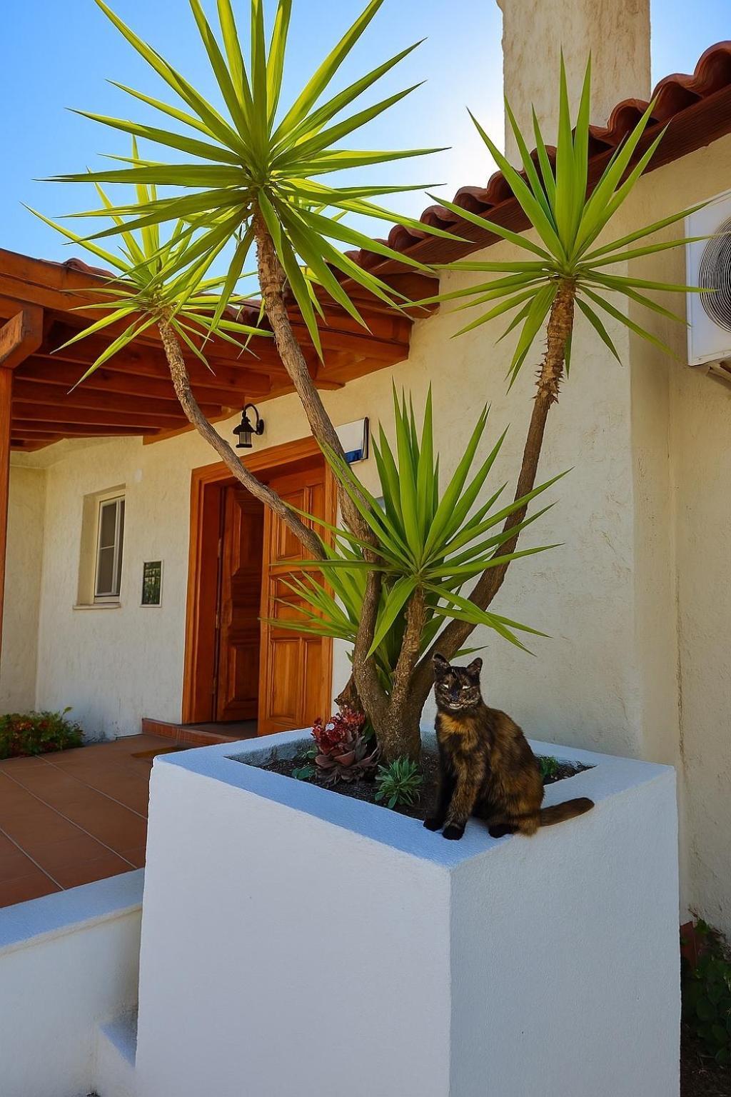 Cedrus Villa *
