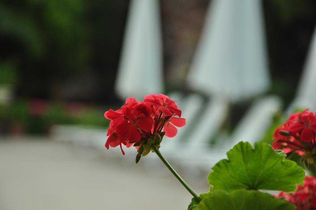Palm Court 3* Ayvalik